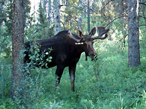 moose in Shadow Mountain Ranch